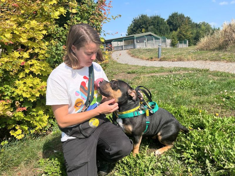 Cleo | American Bully Pocket | Salisbury (Wiltshire) - 1