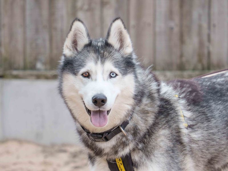 Siberian Husky for adoption in Wymeswold, Leicestershire – 5 years old - Image 2 of 2