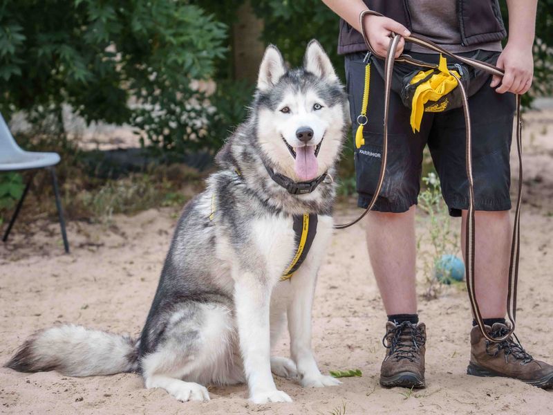 Thor | Siberian Husky | Loughborough - 1