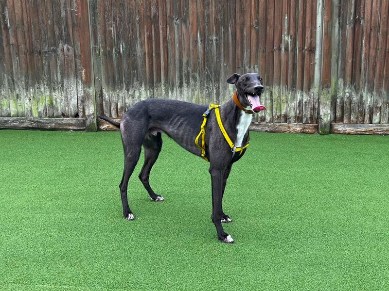 Greyhound for adoption in Chestfield, Kent – 2 years old