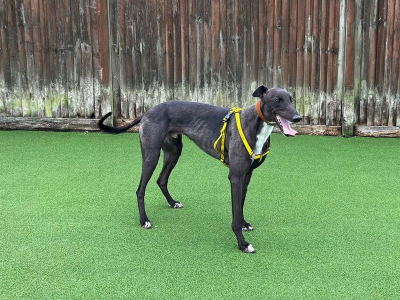 Greyhound for adoption in Chestfield, Kent – 2 years old - Image 3 of 3