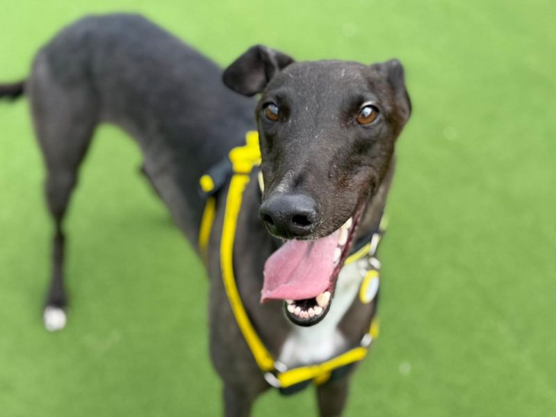 Greyhound for adoption in Chestfield, Kent – 2 years old - Image 2 of 3