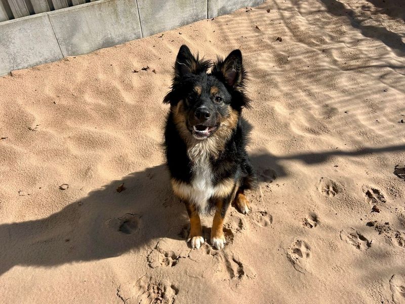 German Shepherd Dogs And Puppies For Adoption