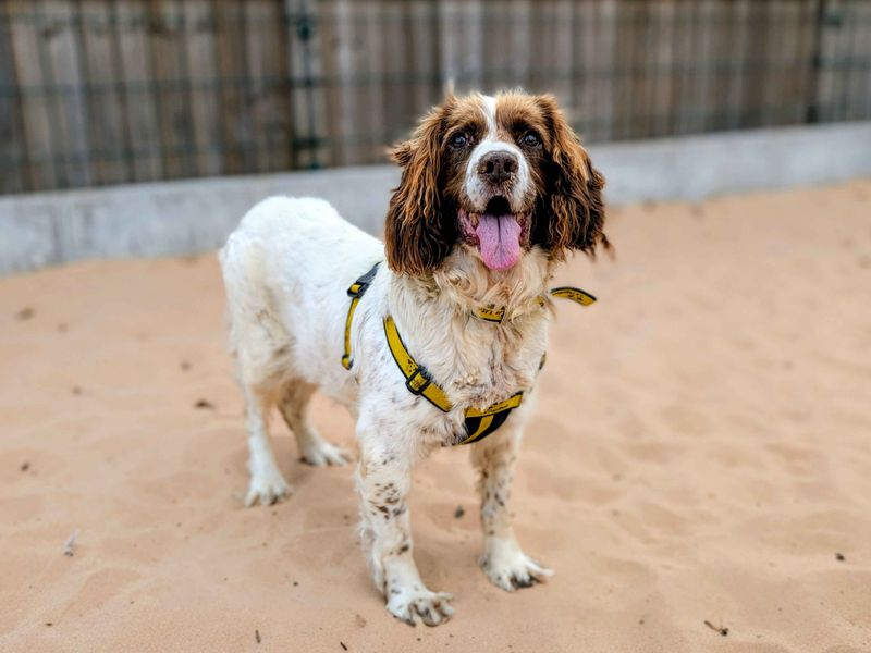 Springer Spaniel for adoption in Cardiff, Glamorgan – 12 years old