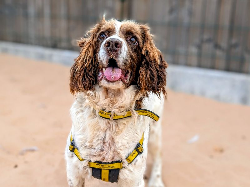 Springer Spaniel for adoption in Cardiff, Glamorgan – 12 years old - Image 4 of 5