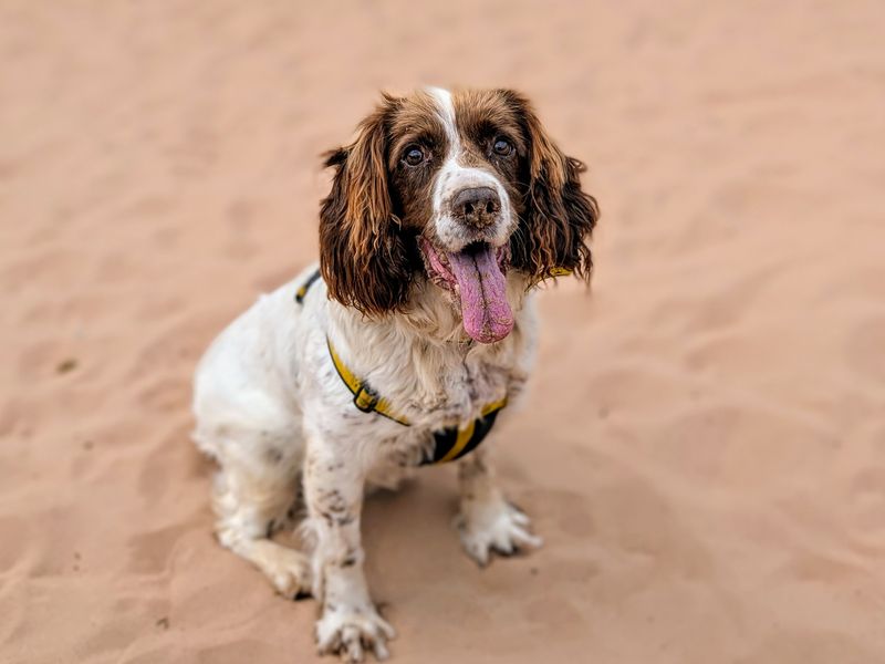 Springer Spaniel for adoption in Cardiff, Glamorgan – 12 years old - Image 3 of 5
