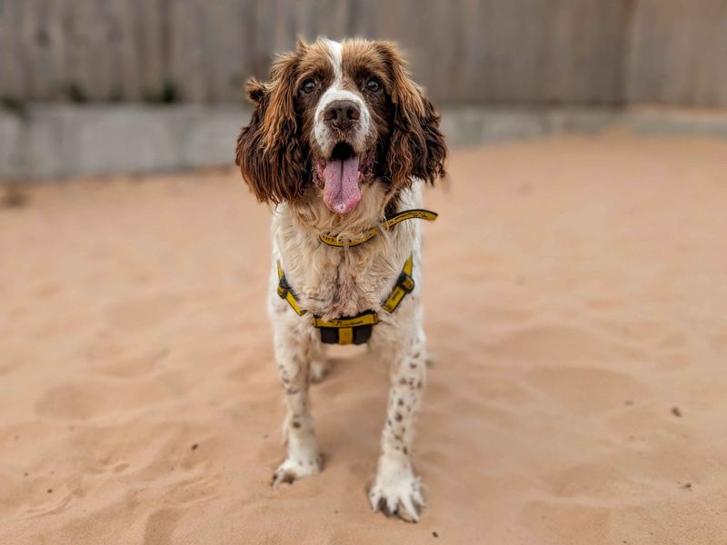 Springer Spaniel for adoption in Cardiff, Glamorgan – 12 years old - Image 2 of 5