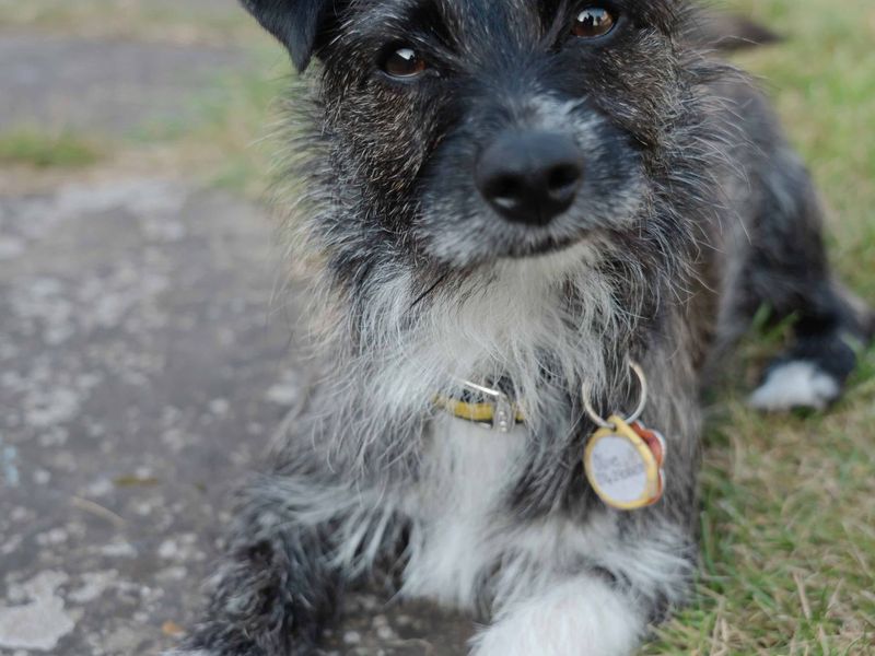 Lucky | Terrier (West Highland White) Cross | Kenilworth (West Midlands) - 1