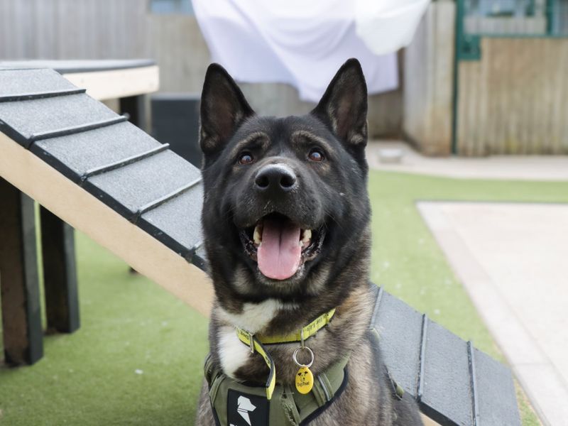 Teddy | Akita | Evesham (Worcestershire) - 1