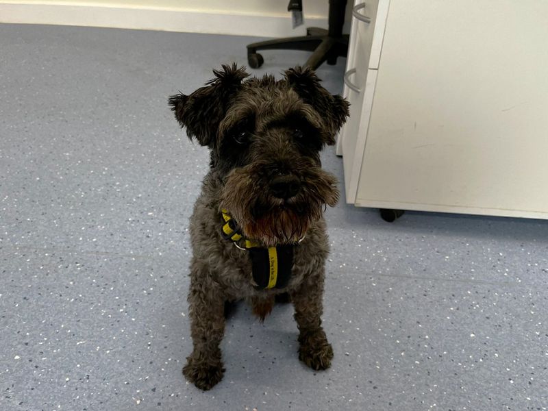 Eddie | Schnauzer (Miniature) | Canterbury - 1