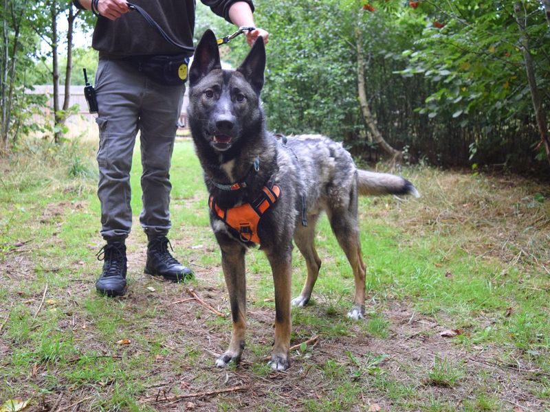 German Shepherd for adoption in Uxbridge, London – 2 years old
