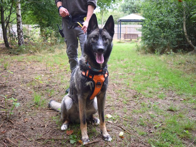 German Shepherd for adoption in Uxbridge, London – 2 years old - Image 3 of 3