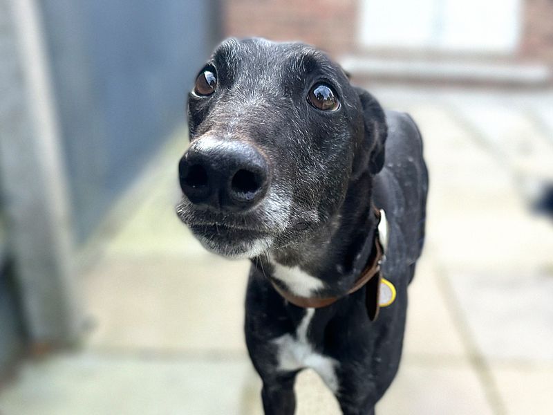 Percy | Greyhound | Shoreham (Sussex) - 1