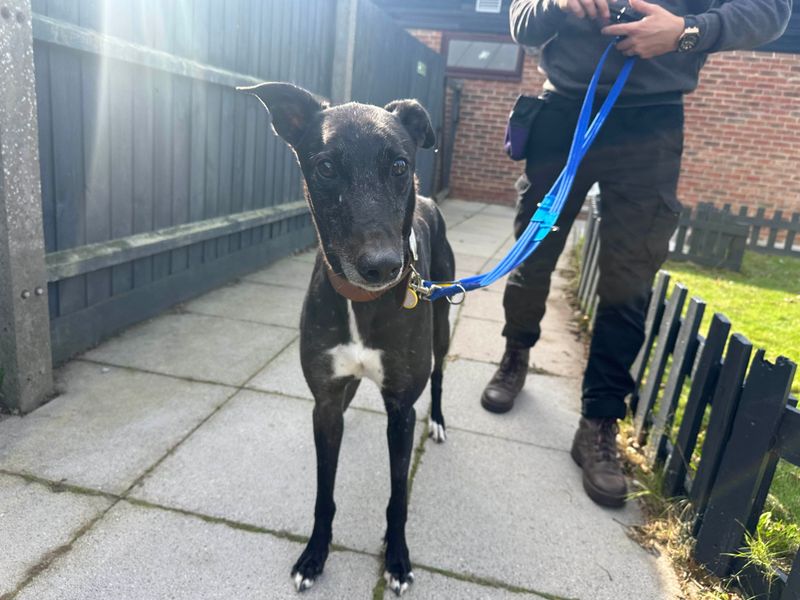 undefined | Greyhound | undefined - 2