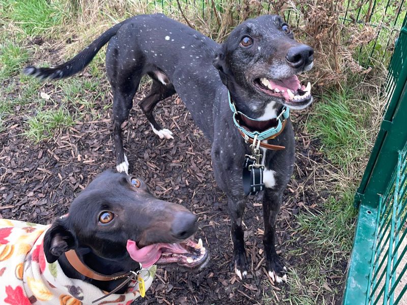 undefined | Greyhound | undefined - 3