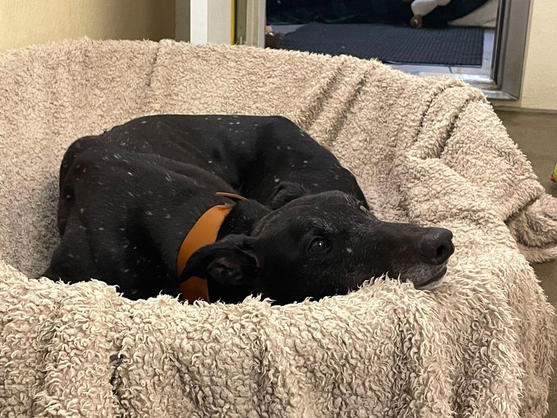 undefined | Greyhound | undefined - 4
