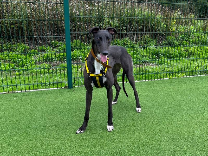Greyhound for adoption in Chestfield, Kent – 2 years old - Image 2 of 2
