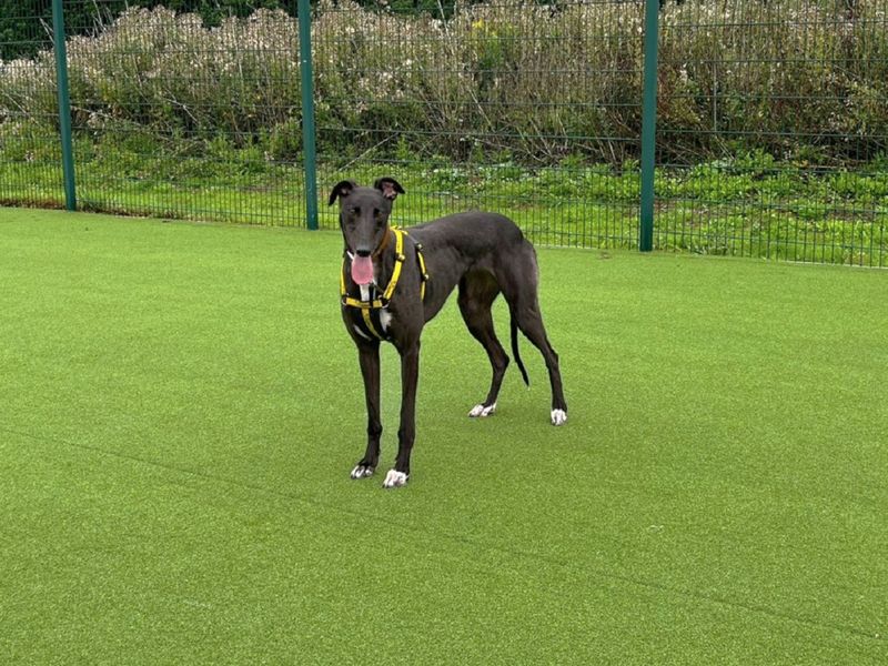 Greyhound for adoption in Chestfield, Kent – 2 years old
