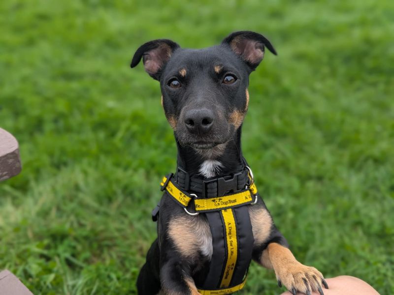 Jack Russell for adoption in Mid Glamorgan, Wales – 11 months old