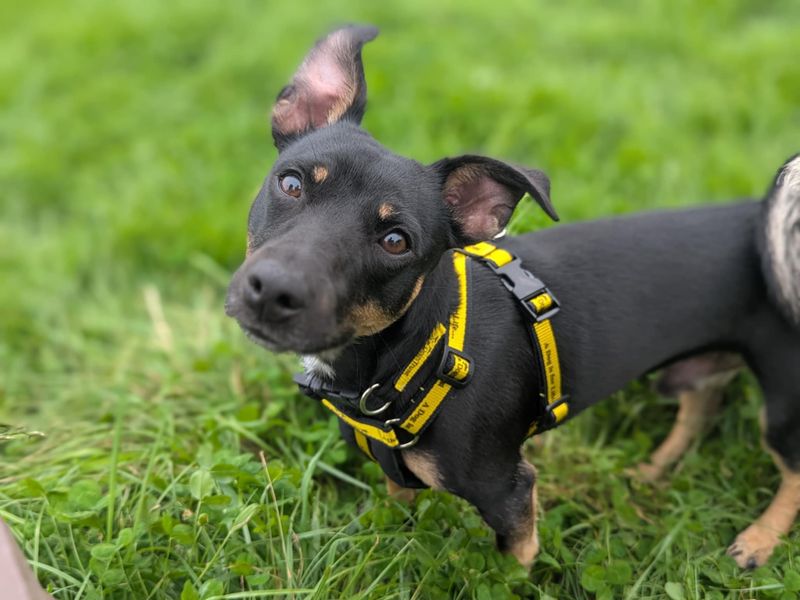 Jack Russell for adoption in Mid Glamorgan, Wales – 11 months old - Image 2 of 3
