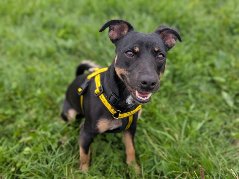 Jack Russell for adoption in Mid Glamorgan, Wales – 11 months old - Image 3 of 3