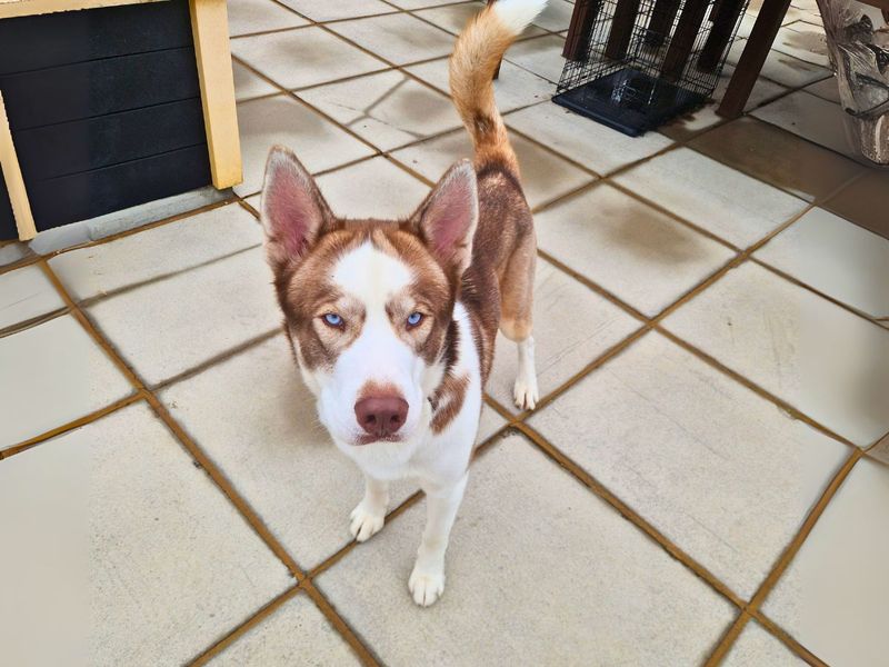 Siberian Husky for adoption in Newton Tony, Wiltshire – 1 year old