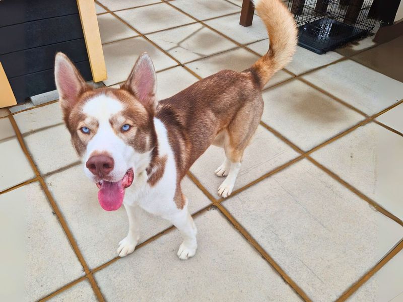 Siberian Husky for adoption in Newton Tony, Wiltshire – 1 year old - Image 4 of 4