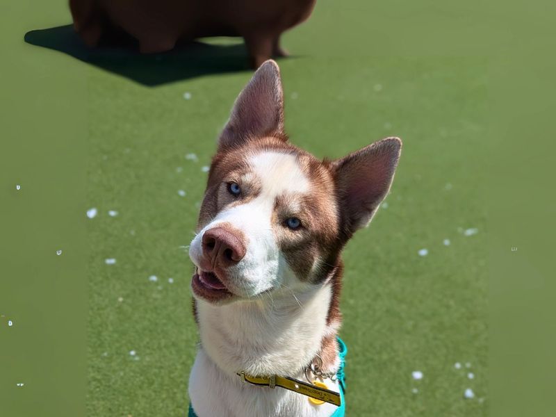 Siberian Husky for adoption in Newton Tony, Wiltshire – 1 year old - Image 3 of 4