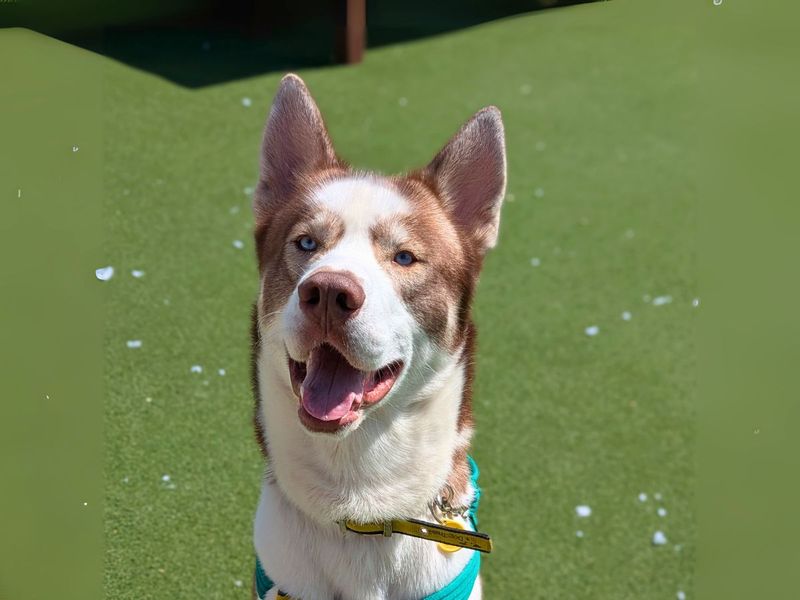 Siberian Husky for adoption in Newton Tony, Wiltshire – 1 year old - Image 2 of 4