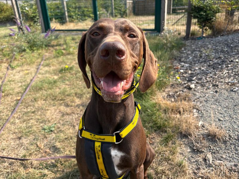 German Pointer for adoption in Cardiff, Glamorgan – 4 years old - Image 5 of 5