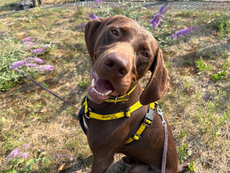 German Pointer for adoption in Cardiff, Glamorgan – 4 years old - Image 2 of 5