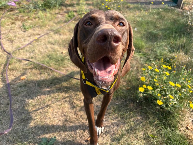 German Pointer for adoption in Cardiff, Glamorgan – 4 years old - Image 3 of 5
