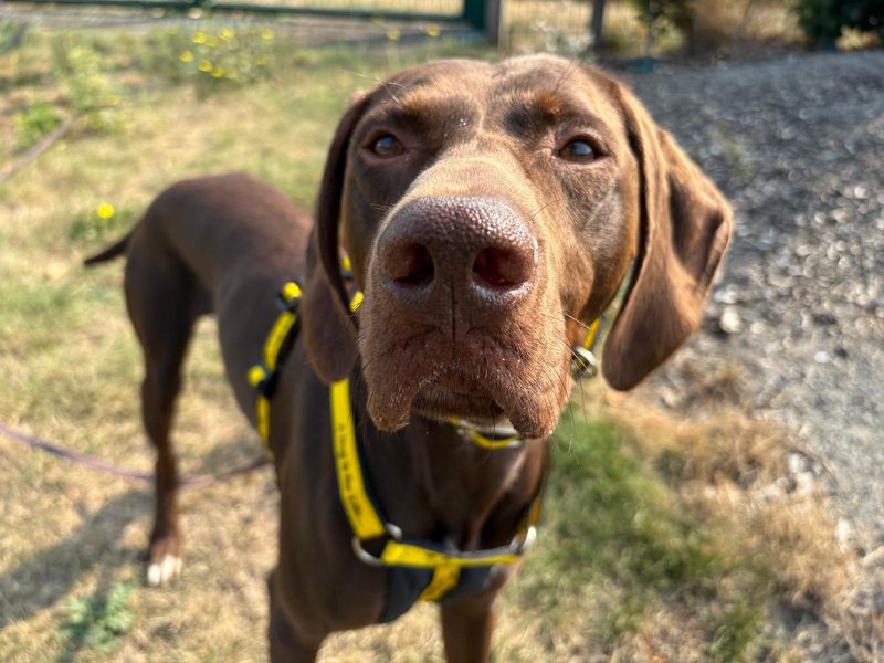 German Pointer for adoption in Cardiff, Glamorgan – 4 years old - Image 4 of 5