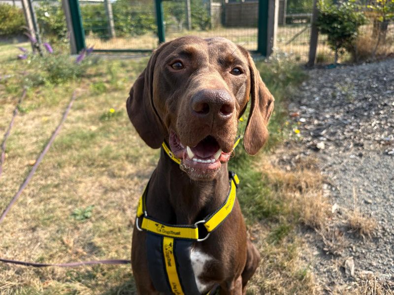 German Pointer Dogs And Puppies For Adoption