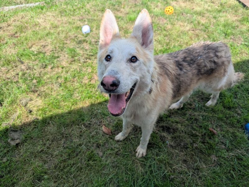 German Shepherd for adoption in Ilfracombe, North Devon – 3 years old - Image 4 of 4