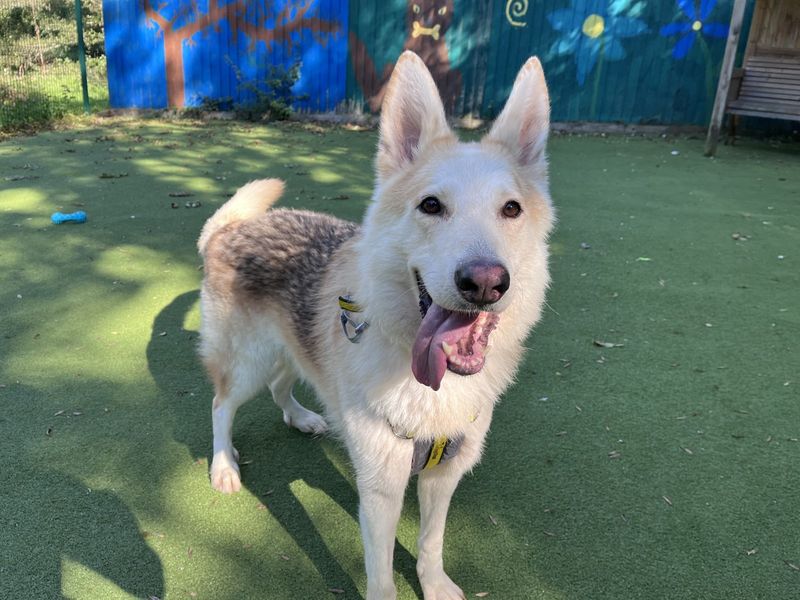 German Shepherd for adoption in Ilfracombe, North Devon – 3 years old