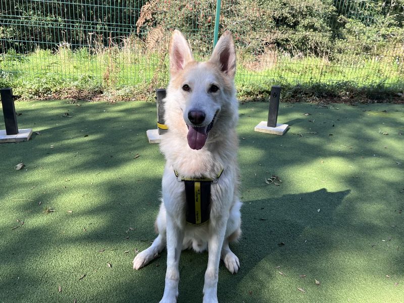 German Shepherd for adoption in Ilfracombe, North Devon – 3 years old - Image 3 of 4