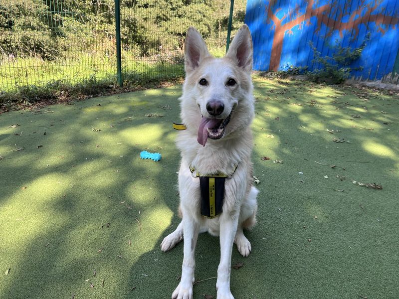 German Shepherd for adoption in Ilfracombe, North Devon – 3 years old - Image 2 of 4