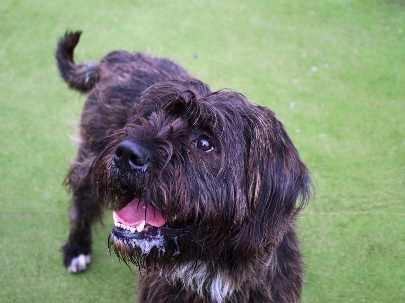 Bear | Crossbreed | Manchester - 1