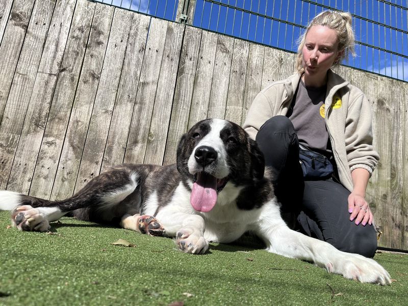 Bryn | St Bernard Cross | Ilfracombe - 3