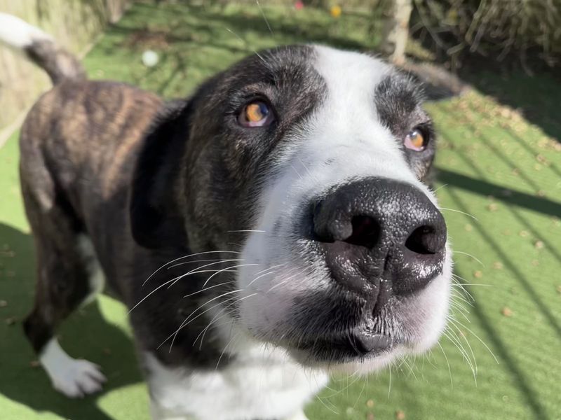Bryn | St Bernard Cross | Ilfracombe - 1