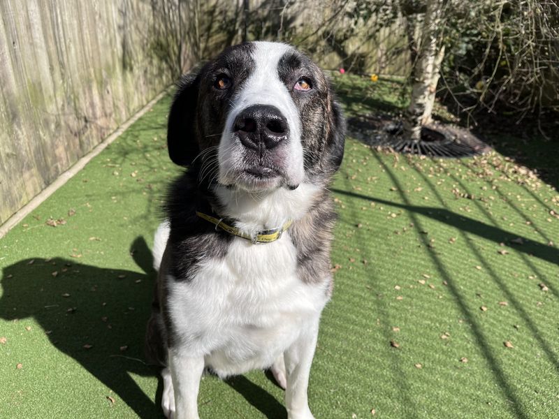 Bryn | St Bernard Cross | Ilfracombe - 2