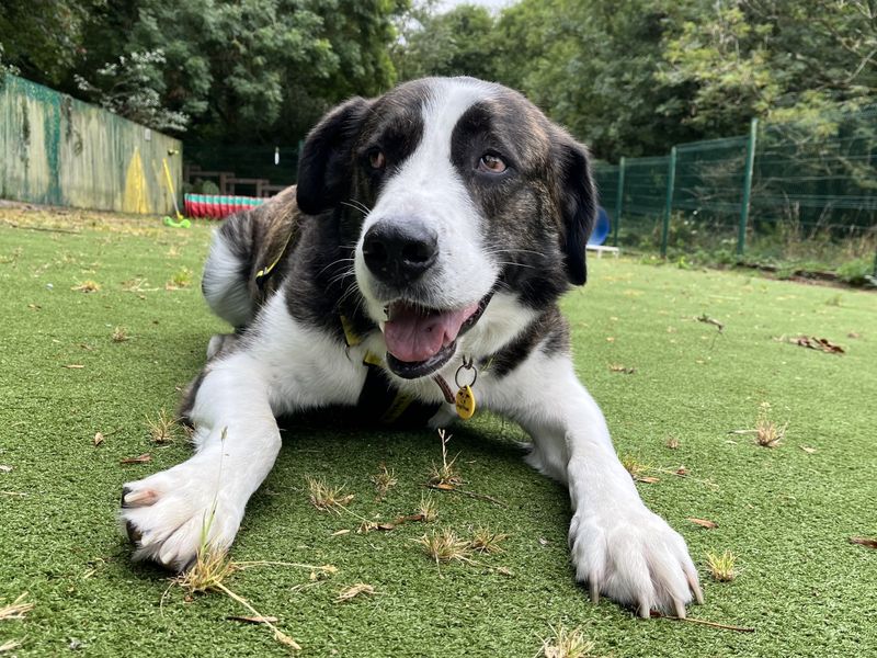 Bryn | St Bernard Cross | Ilfracombe - 7