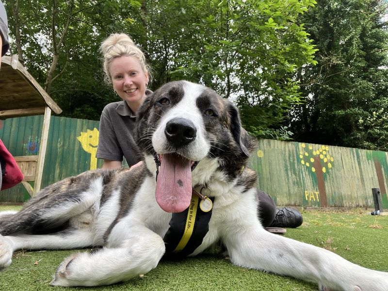 Bryn | St Bernard Cross | Ilfracombe - 8