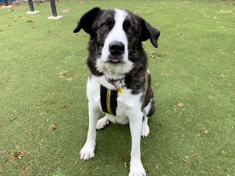 Bryn | St Bernard Cross | Ilfracombe - 9