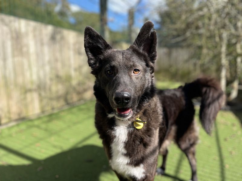 Border Collie for adoption in Shoreham-by-Sea, West Sussex – 2 years old - Image 2 of 4