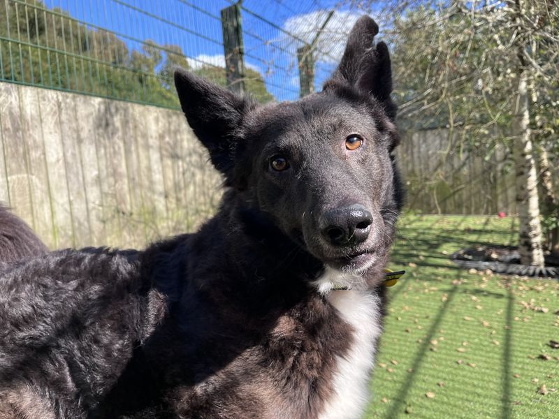 Border Collie for adoption in Shoreham-by-Sea, West Sussex – 2 years old - Image 4 of 4