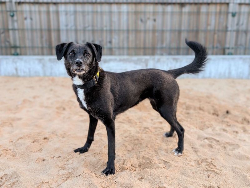 Princess | Retriever (Labrador) Cross | Cardiff - 1