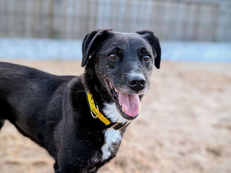 Border Collie for adoption in Cardiff, Glamorgan – 8 years old - Image 3 of 5