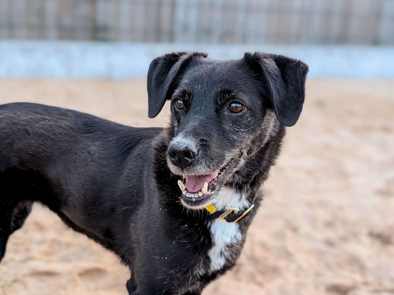 Border Collie for adoption in Cardiff, Glamorgan – 8 years old - Image 4 of 5